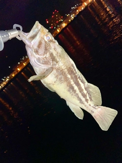 シマソイの釣果