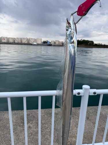 タチウオの釣果