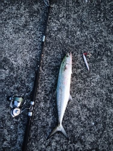 サゴシの釣果