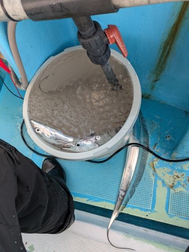 タチウオの釣果