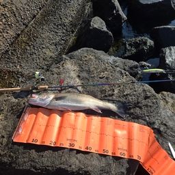 フッコ（マルスズキ）