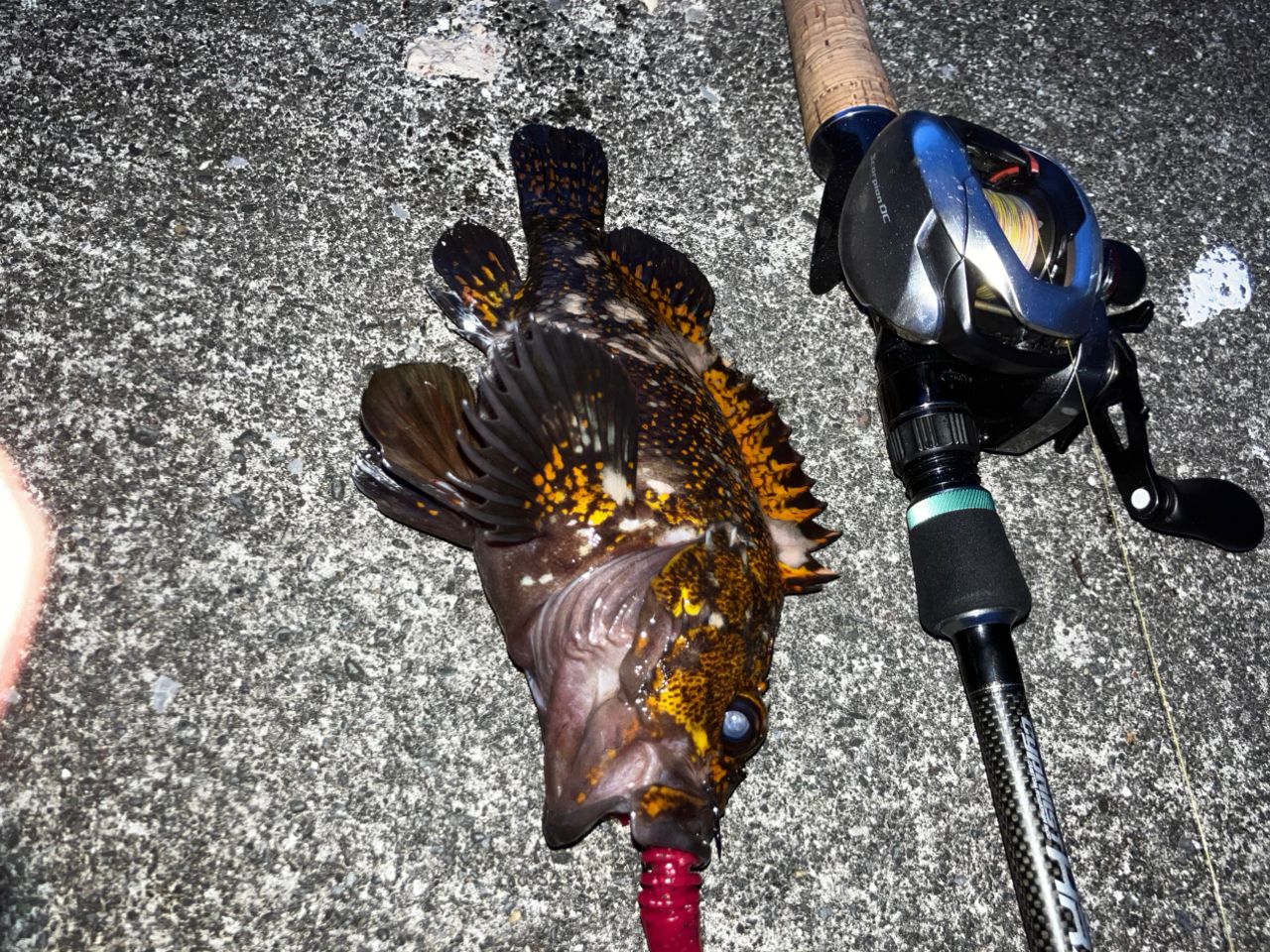 オウゴンムラソイ