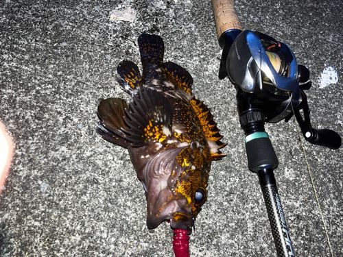 オウゴンムラソイの釣果