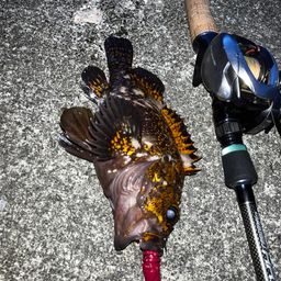 オウゴンムラソイ