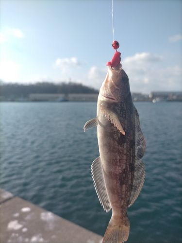 アイナメの釣果