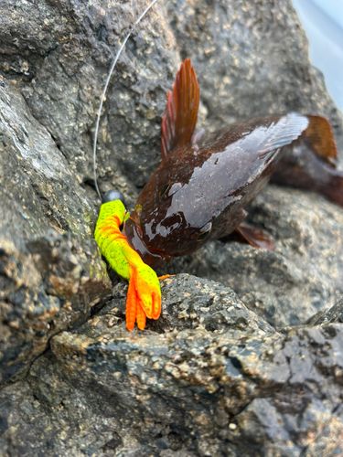 アイナメの釣果