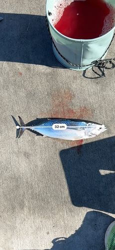 ソウダガツオの釣果