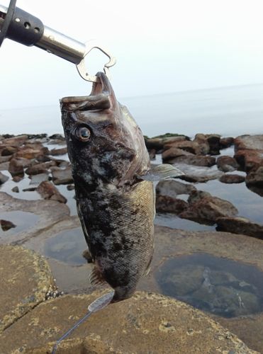 クロソイの釣果