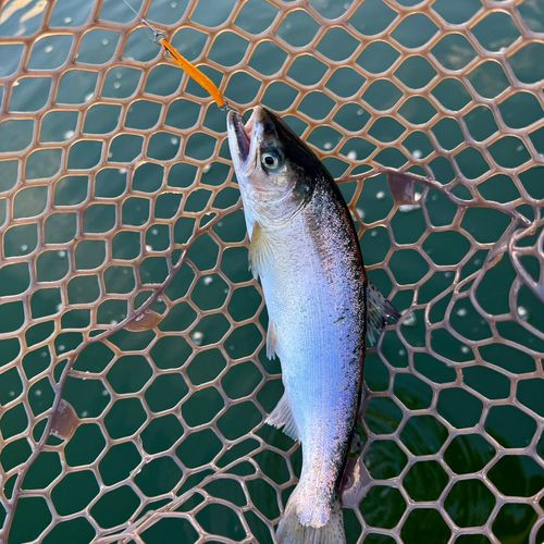 サクラマスの釣果