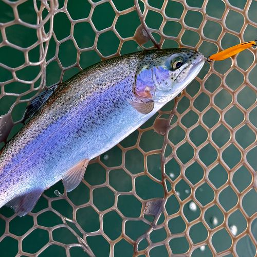 サクラマスの釣果