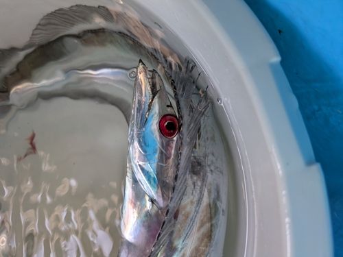 タチウオの釣果