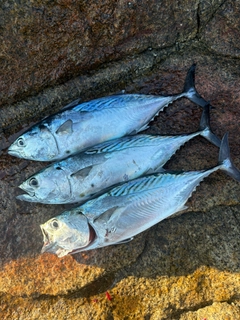 スマガツオの釣果