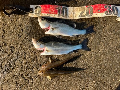 セイゴ（マルスズキ）の釣果