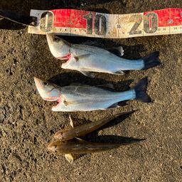 セイゴ（マルスズキ）