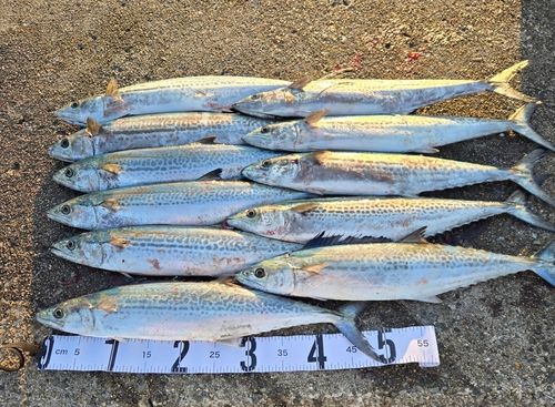 サゴシの釣果