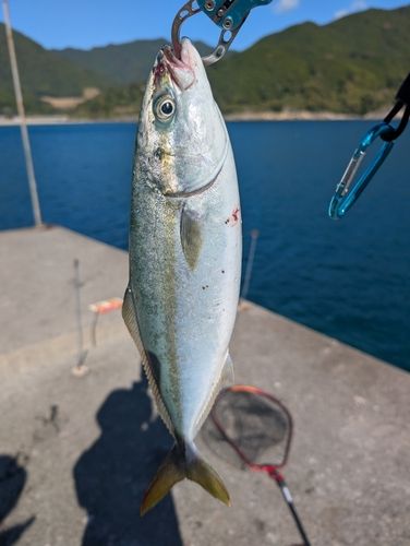 ツバスの釣果