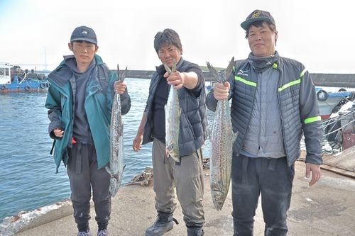 サワラの釣果