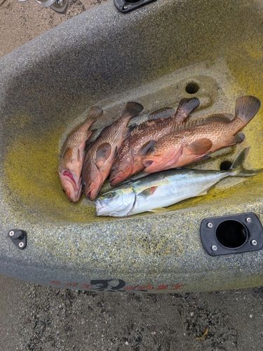 キジハタの釣果