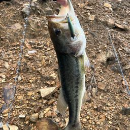 ラージマウスバス