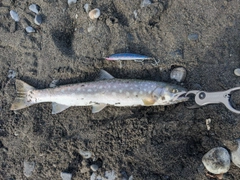 アメマスの釣果