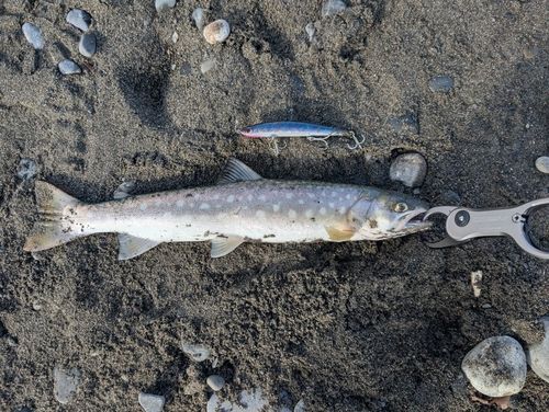 アメマスの釣果