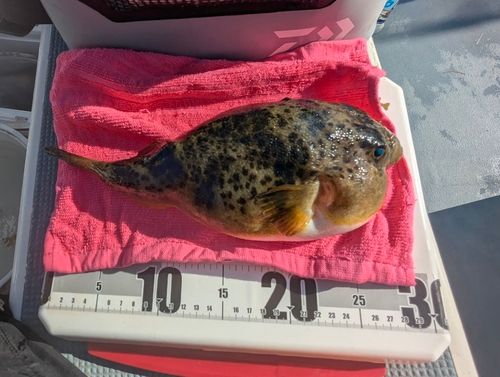 コモンフグの釣果