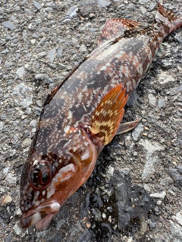 アイナメの釣果