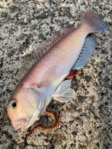 シロアマダイの釣果