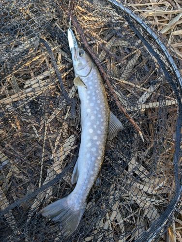 アメマスの釣果