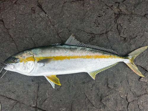 ヒラマサの釣果