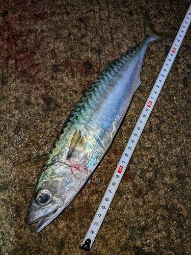 サバの釣果