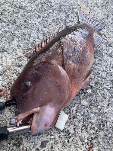 コブダイの釣果