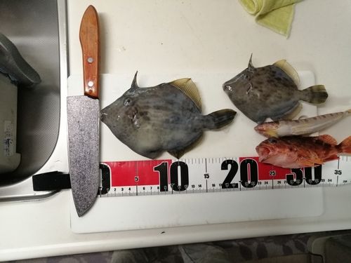 カワハギの釣果