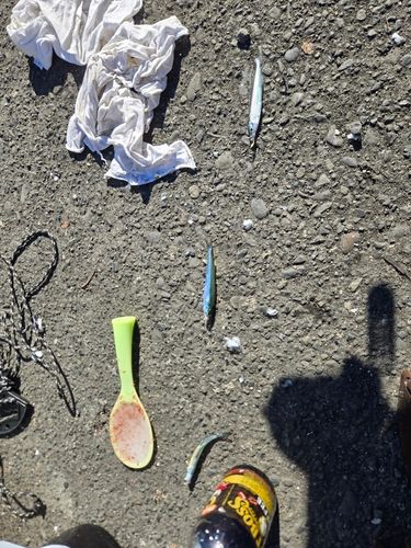 トウゴロウイワシの釣果