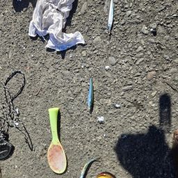 トウゴロウイワシ