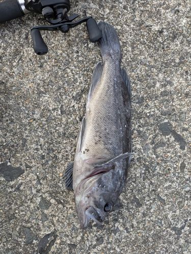 クロソイの釣果