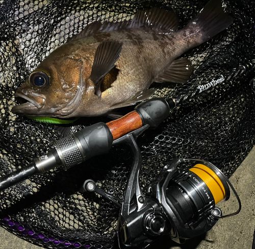 メバルの釣果