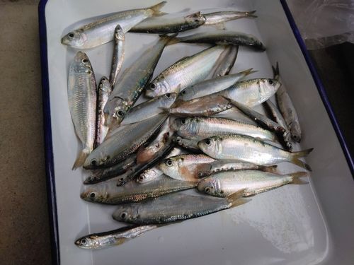 尼崎市立魚つり公園