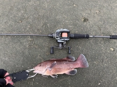 コブダイの釣果