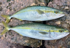 フクラギの釣果