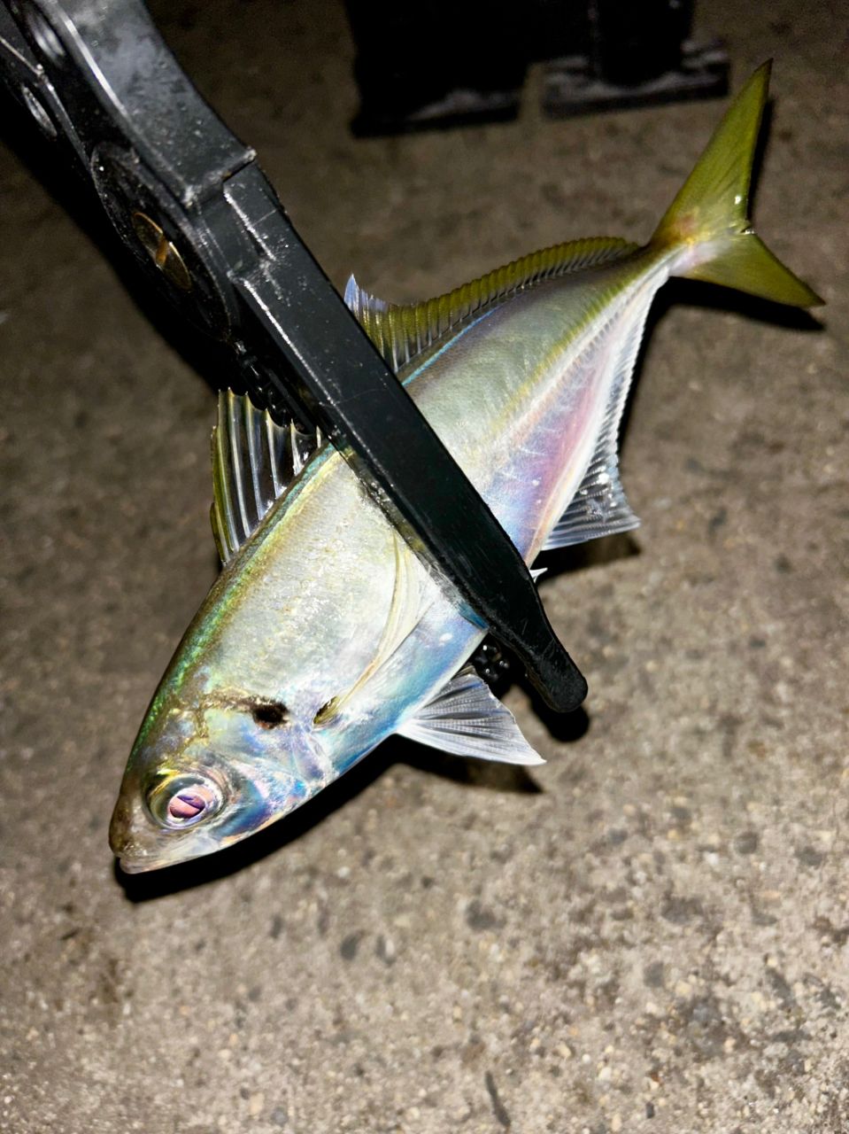 MajorCraft 鯵道 5G AD5-S622M/AJIの最安値・インプレ・釣果 | 本音の