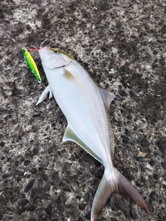 カンパチの釣果