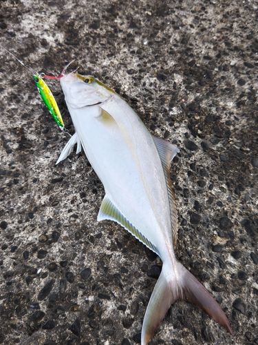 カンパチの釣果