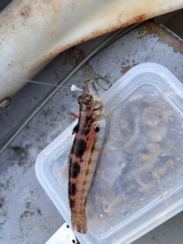 トラギスの釣果