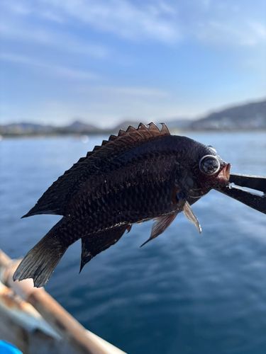 スズメダイの釣果
