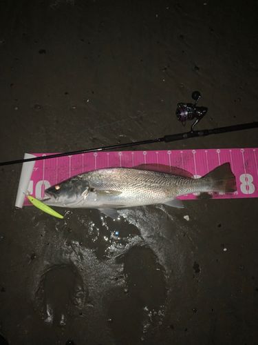 オオニベの釣果
