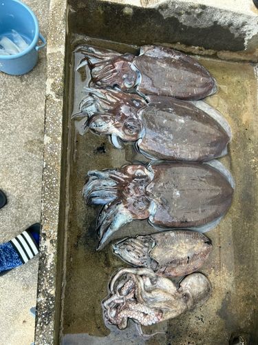 アオリイカの釣果