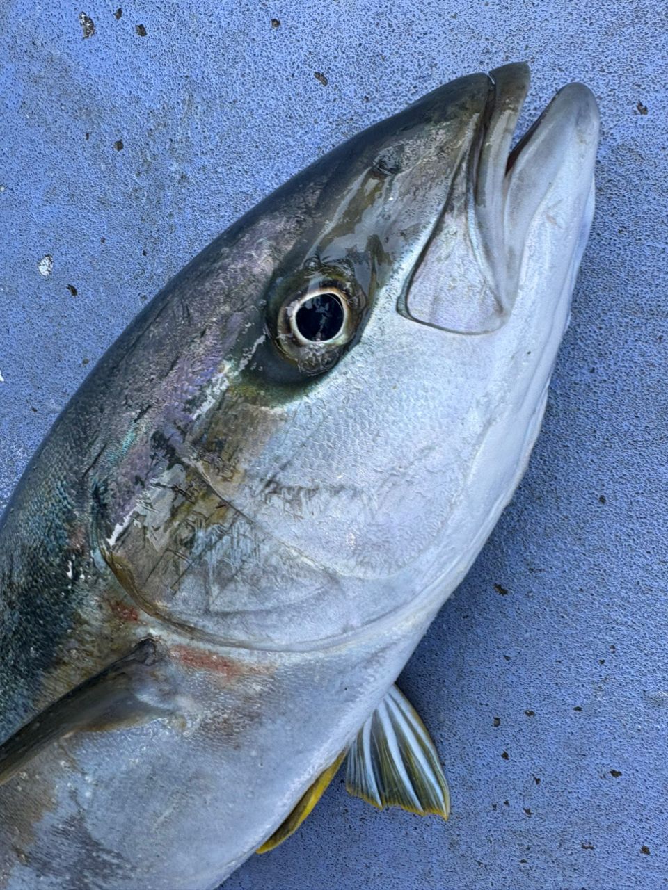 Sea🎣saaaaa〜さんの釣果 1枚目の画像