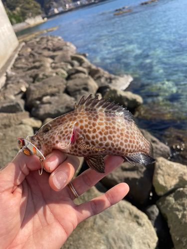 オオモンハタの釣果