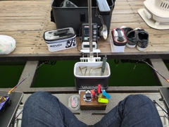 ワカサギの釣果